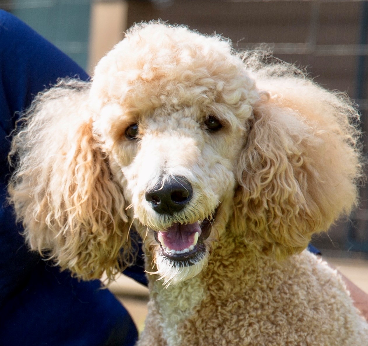 Poodle Puppies of New York