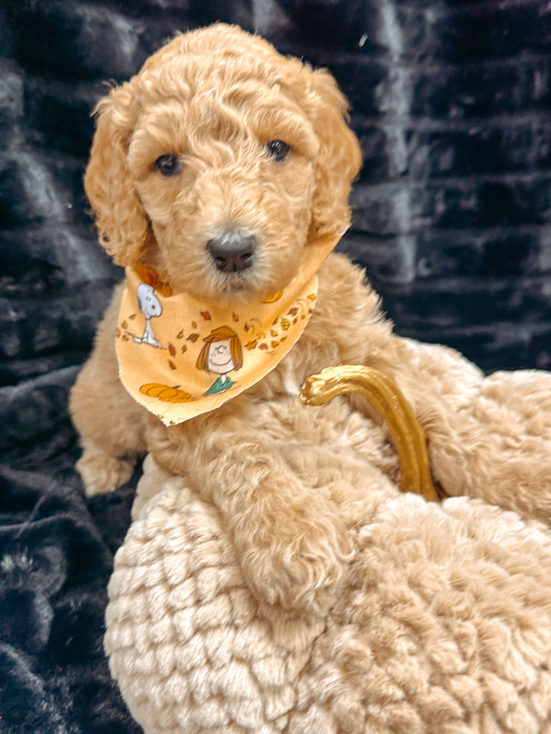 Male Poodle Puppy NYC