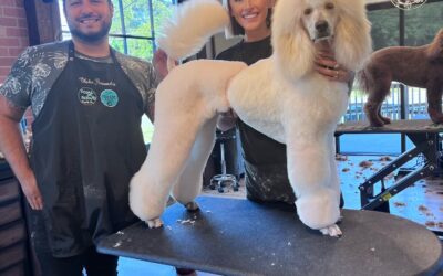 How to Find a Great Groomer